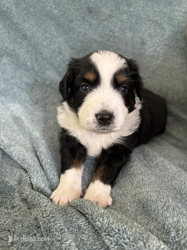 Zekrom – Australian Shepherd puppy for sale in Clovis, CA