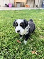 Zekrom, a male Australian Shepherd for sale in Clovis, CA – 2 of 3