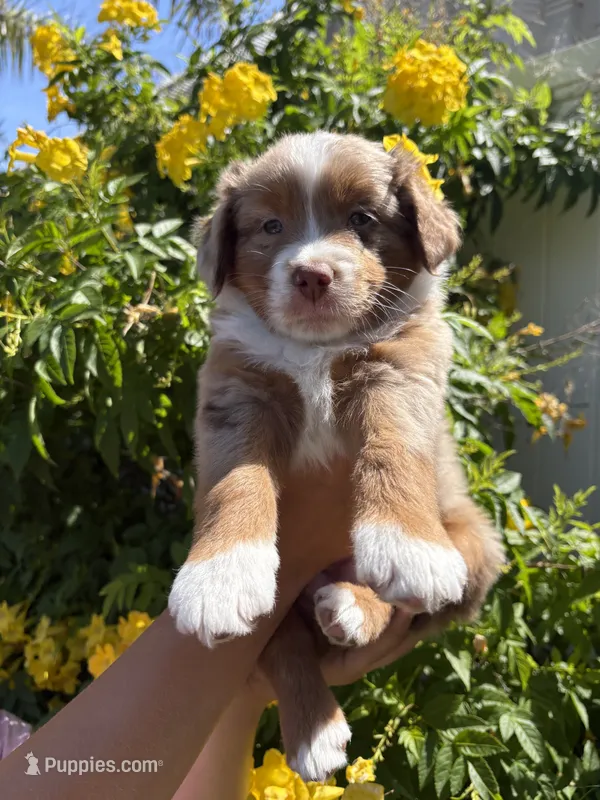 Hot Dog – Australian Shepherd puppy for sale in Clovis, CA