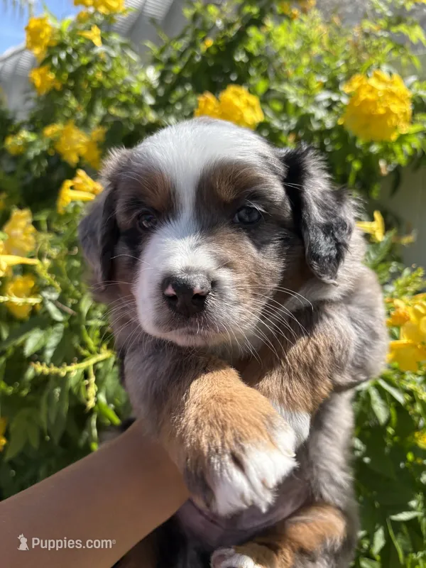 Bo  – Australian Shepherd puppy for sale in Clovis, CA