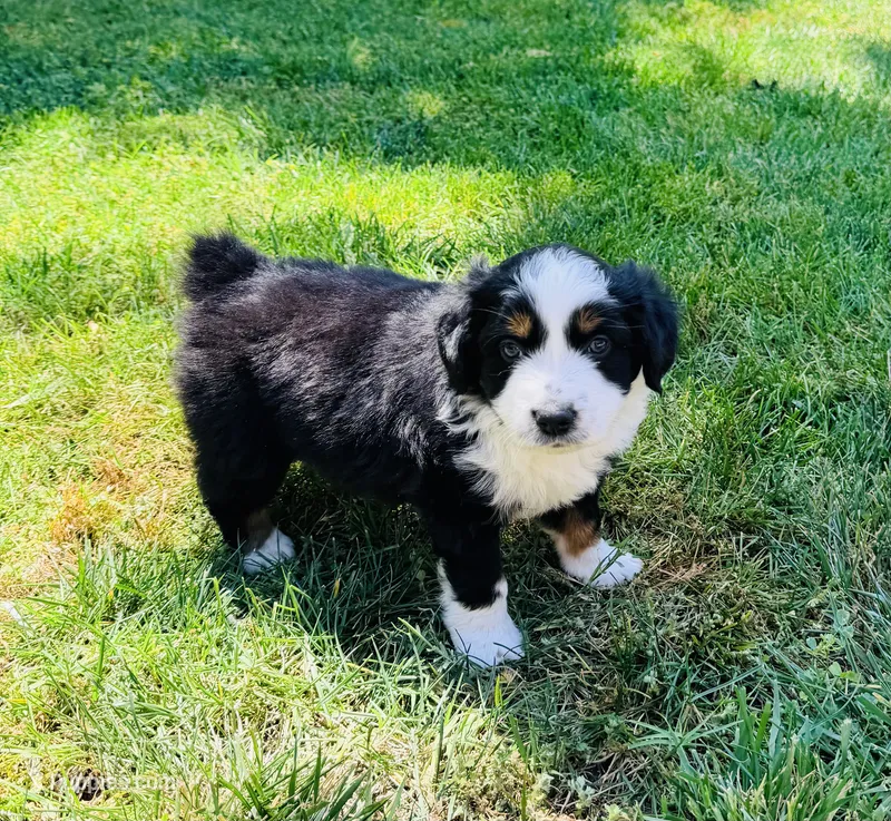 Zekrom – Australian Shepherd puppy for sale in Clovis, CA