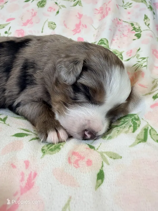 Bo  – Australian Shepherd puppy for sale in Clovis, CA