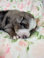 Bo , a male Australian Shepherd for sale in Clovis, CA – 1 of 2