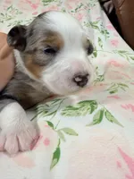 Bo , a male Australian Shepherd for sale in Clovis, CA – 2 of 2