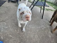 Baby, a male Chinese Shar-Pei for sale in Tulsa, OK – Photo 1 of 2
