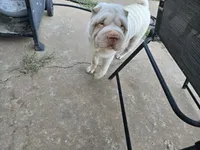 Baby, a male Chinese Shar-Pei for sale in Tulsa, OK – Photo 2 of 2