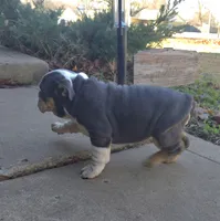 Lola, a female English Bulldog for sale in Tulsa, OK – Photo 2 of 3