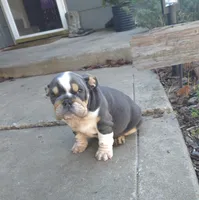 Lola, a female English Bulldog for sale in Tulsa, OK – Photo 3 of 3