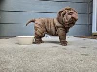 Brownie, a female Chinese Shar-Pei for sale in Tulsa, OK – Photo 1 of 2