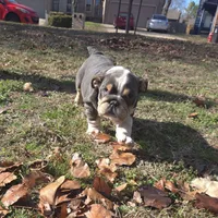 Lolita, a female English Bulldog for sale in Tulsa, OK – Photo 2 of 3