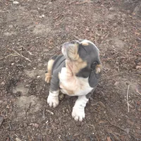 Lolita, a female English Bulldog for sale in Tulsa, OK – Photo 3 of 3