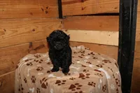 Pip, a male Chihuahua and Poodle - Toy  for sale in Glen Rock, PA – 3 of 3