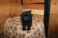 Pip, a male Chihuahua and Poodle - Toy  for sale in Glen Rock, PA – 2 of 3