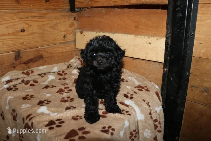 Pip – Chihuahua, Poodle - Toy  puppy for sale in Glen Rock, PA