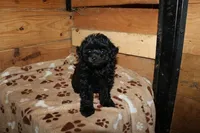 Pip, a male Chihuahua and Poodle - Toy  for sale in Glen Rock, PA – 1 of 3