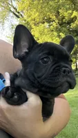 Phillip, a male French Bulldog for sale in Dodgeville, WI – 7 of 10
