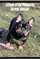 Phillip, a male French Bulldog for sale in Dodgeville, WI – 9 of 10
