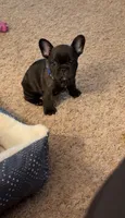Phillip, a male French Bulldog for sale in Dodgeville, WI – 3 of 7