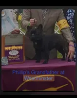 Phillip, a male French Bulldog for sale in Dodgeville, WI – 10 of 10