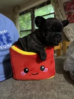 Phillip, a male French Bulldog for sale in Dodgeville, WI – 6 of 7