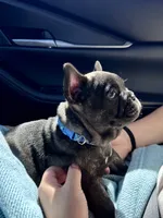 Phillip, a male French Bulldog for sale in Dodgeville, WI – 2 of 7