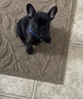 Phillip, a male French Bulldog for sale in Dodgeville, WI – 5 of 7