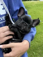 Phillip, a male French Bulldog for sale in Dodgeville, WI – 7 of 7