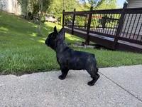 Phillip, a male French Bulldog for sale in Dodgeville, WI – 3 of 10