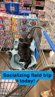 Phillip, a male French Bulldog for sale in Dodgeville, WI – 4 of 7
