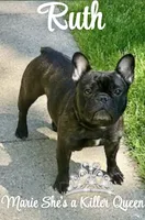 Phillip, a male French Bulldog for sale in Dodgeville, WI – 8 of 10