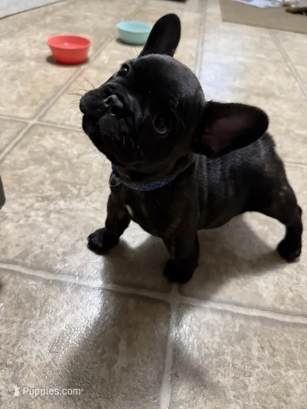 Phillip, a male French Bulldog for sale in Dodgeville, WI – 1 of 7
