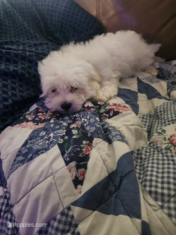 Jake – Maltese puppy for sale in Marion, TX