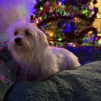 Baby, a female Maltese for sale in Marion, TX – 3 of 3