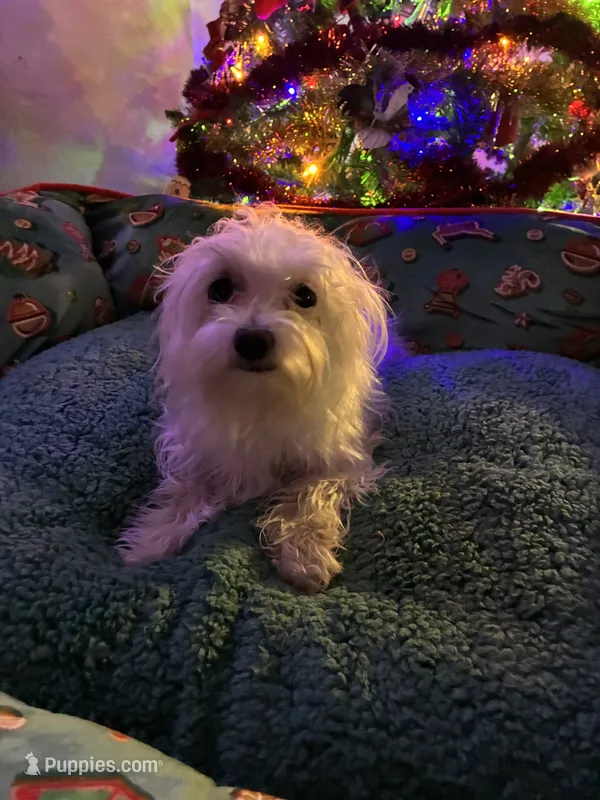 Baby – Maltese puppy for sale in Marion, TX