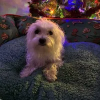 Baby, a female Maltese for sale in Marion, TX – 1 of 3