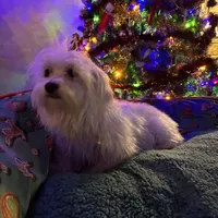 Baby, a female Maltese for sale in Marion, TX – 2 of 3