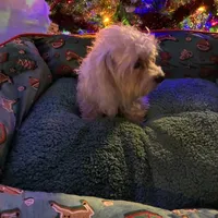 Poly, a female Maltese for sale in Marion, TX – 3 of 3