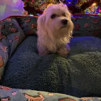 Poly, a female Maltese for sale in Marion, TX – 2 of 3