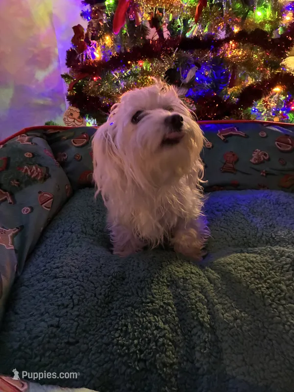 Poly – Maltese puppy for sale in Marion, TX