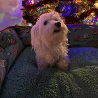 Poly, a female Maltese for sale in Marion, TX – 1 of 3