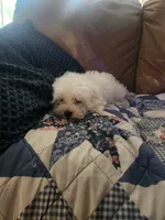 Jake, a male Maltese for sale in Marion, TX – 3 of 3