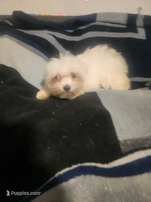 Max – Maltese puppy for sale in Marion, TX