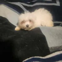 Max, a male Maltese for sale in Marion, TX – 1 of 2