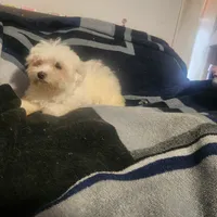 Max, a male Maltese for sale in Marion, TX – 2 of 2