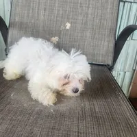 Princess, a female Maltese for sale in Marion, TX – 2 of 2