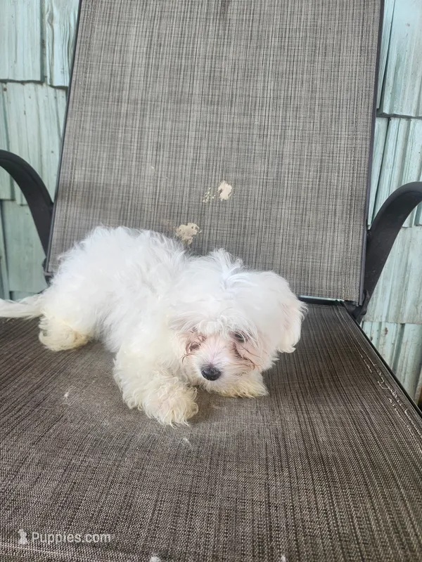Princess – Maltese puppy for sale in Marion, TX