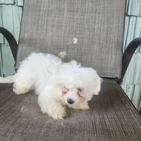 Princess, a female Maltese for sale in Marion, TX – 1 of 2