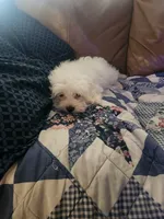 Jake, a male Maltese for sale in Marion, TX – 2 of 3