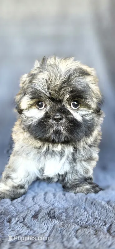 Alexa – Shih Tzu puppy for sale in Camilla, GA