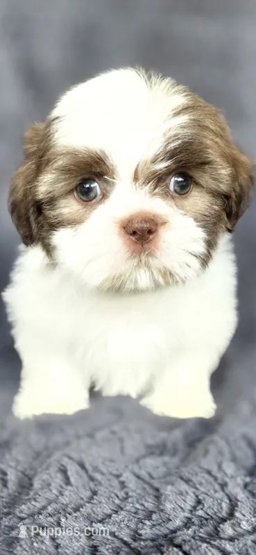 Snoopy  – Shih Tzu puppy for sale in Camilla, GA